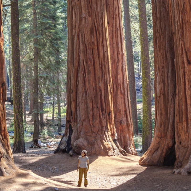 A man stands at the base of a group of very tall redwood trees.